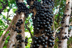 Jabuticaba-Sabara