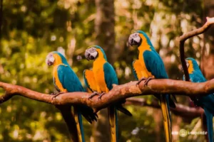 parque-das-aves-foz-do-iguacu-45